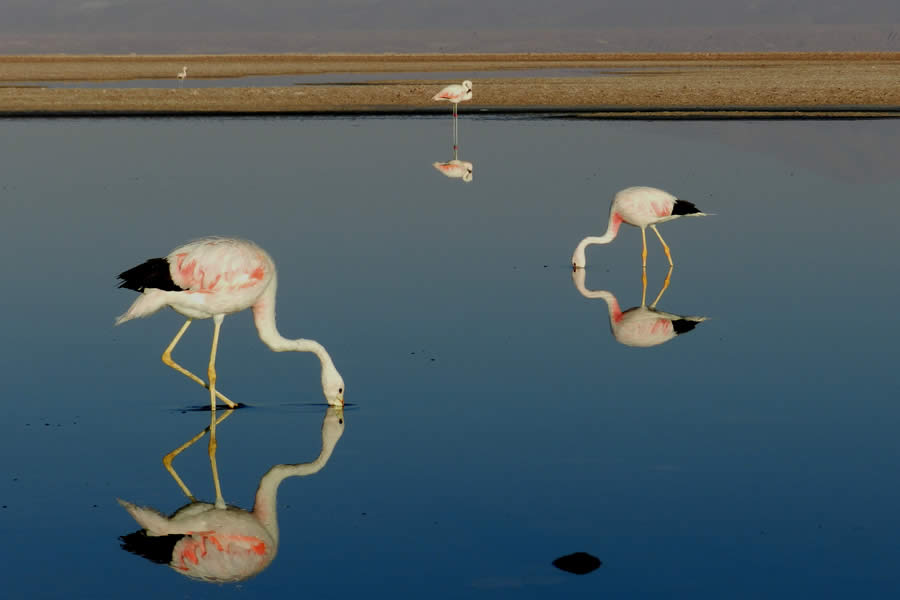 ¿Qué hacer en San Pedro de Atacama y sus alrededores? Salar de Atacama: ¡El espacio de sal más grande de Chile!