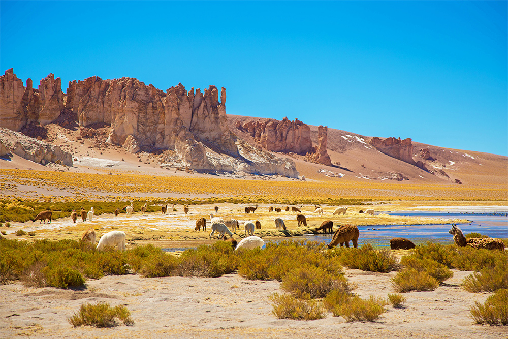 ¿Qué hacer en San Pedro de Atacama y sus alrededores? Tour fotográfico en el Salar de Tara