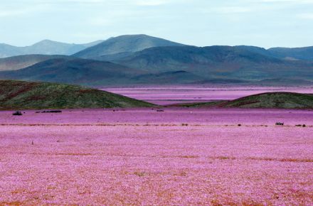 Mira lo que hace un año de lluvias en el lugar más seco de la Tierra