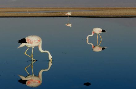 ¿Qué hacer en San Pedro de Atacama y sus alrededores? Salar de Atacama: ¡El espacio de sal más grande de Chile!