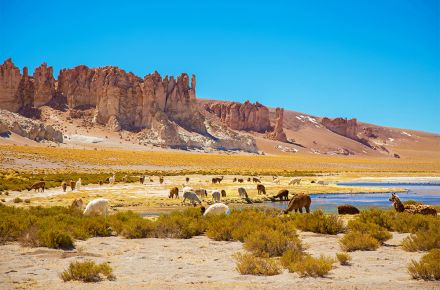 ¿Qué hacer en San Pedro de Atacama y sus alrededores? Tour fotográfico en el Salar de Tara